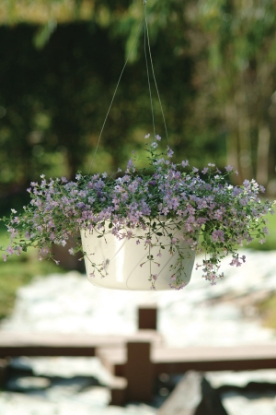 Picture of Bacopa - Bluetopia